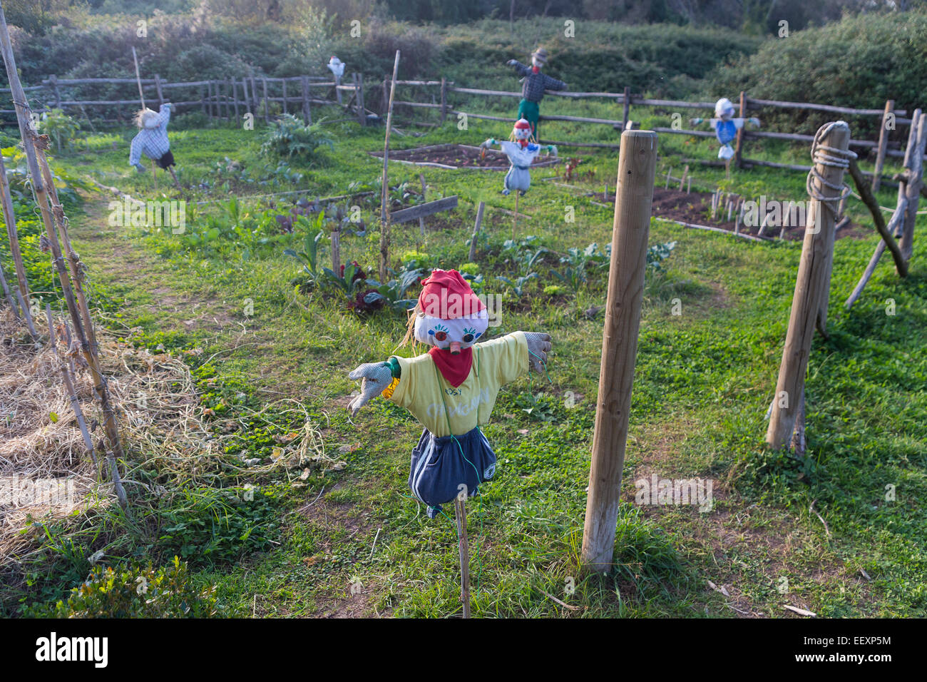 Scarecrow in a vegetable garden in a countryside Stock Photo