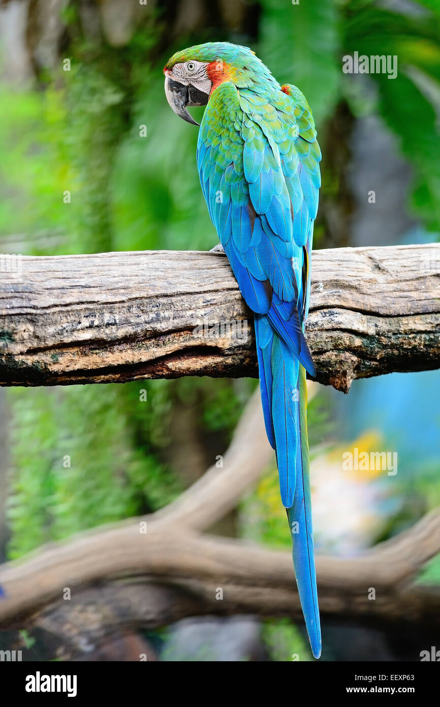 Colorful of Harlequin Macaw aviary, back profile Stock Photo