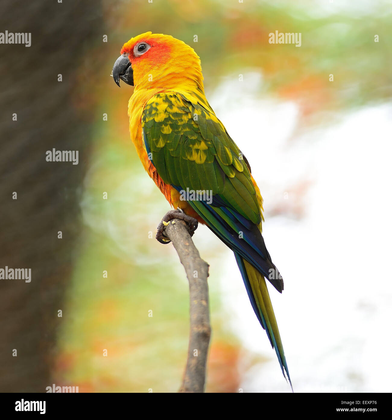 Colorful yellow parrot, Sun Conure (Aratinga solstitialis) Stock Photo