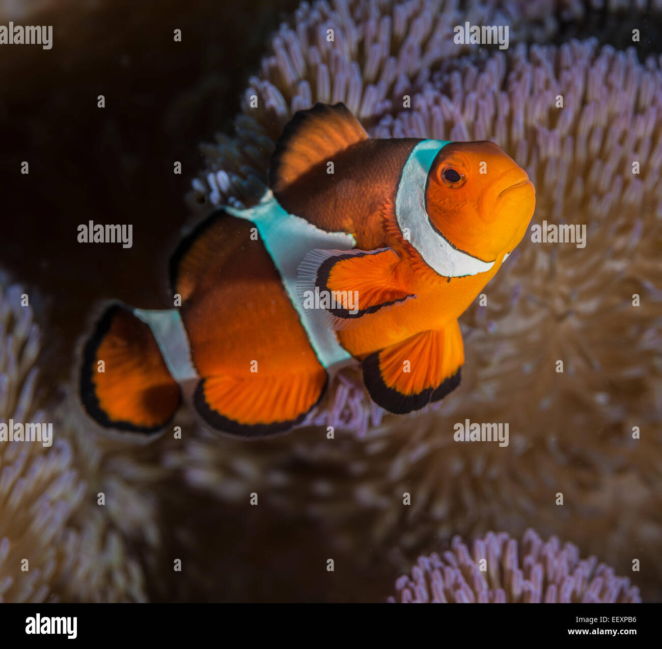 Clownfish hiding in an anemone Stock Photo Alamy