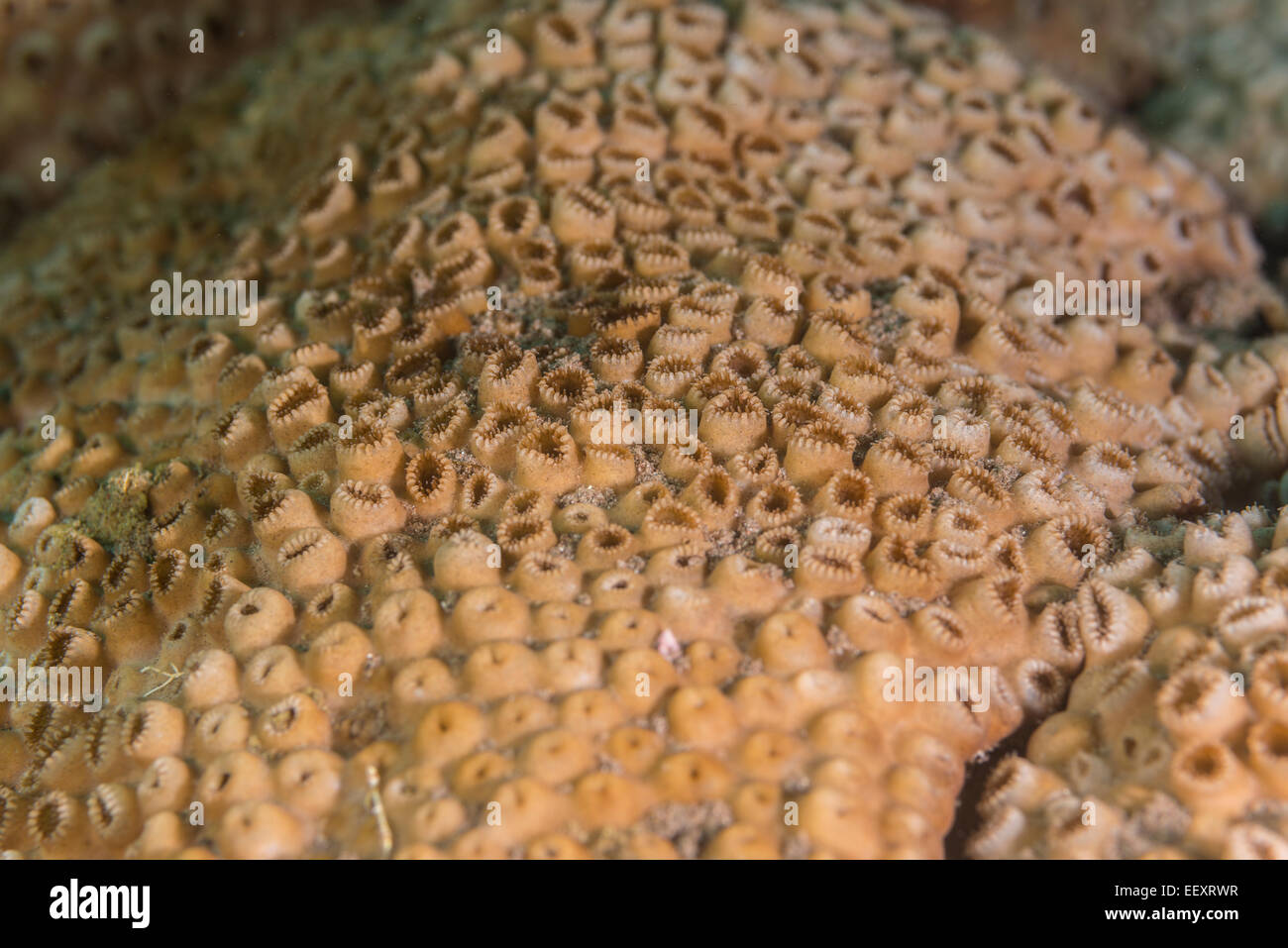 Detail of a soft coral Stock Photo