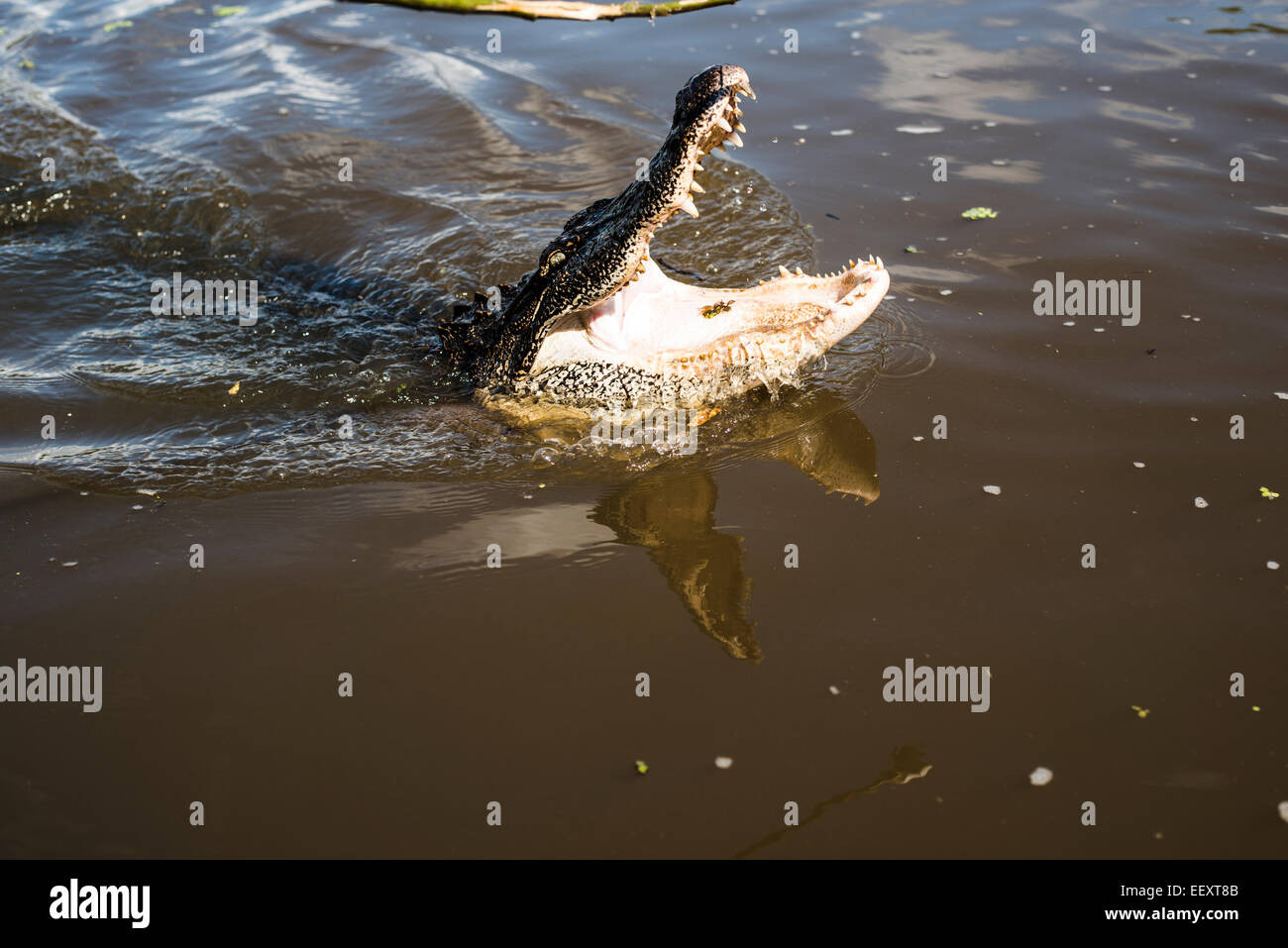 Mississippi river alligator hires stock photography and images Alamy