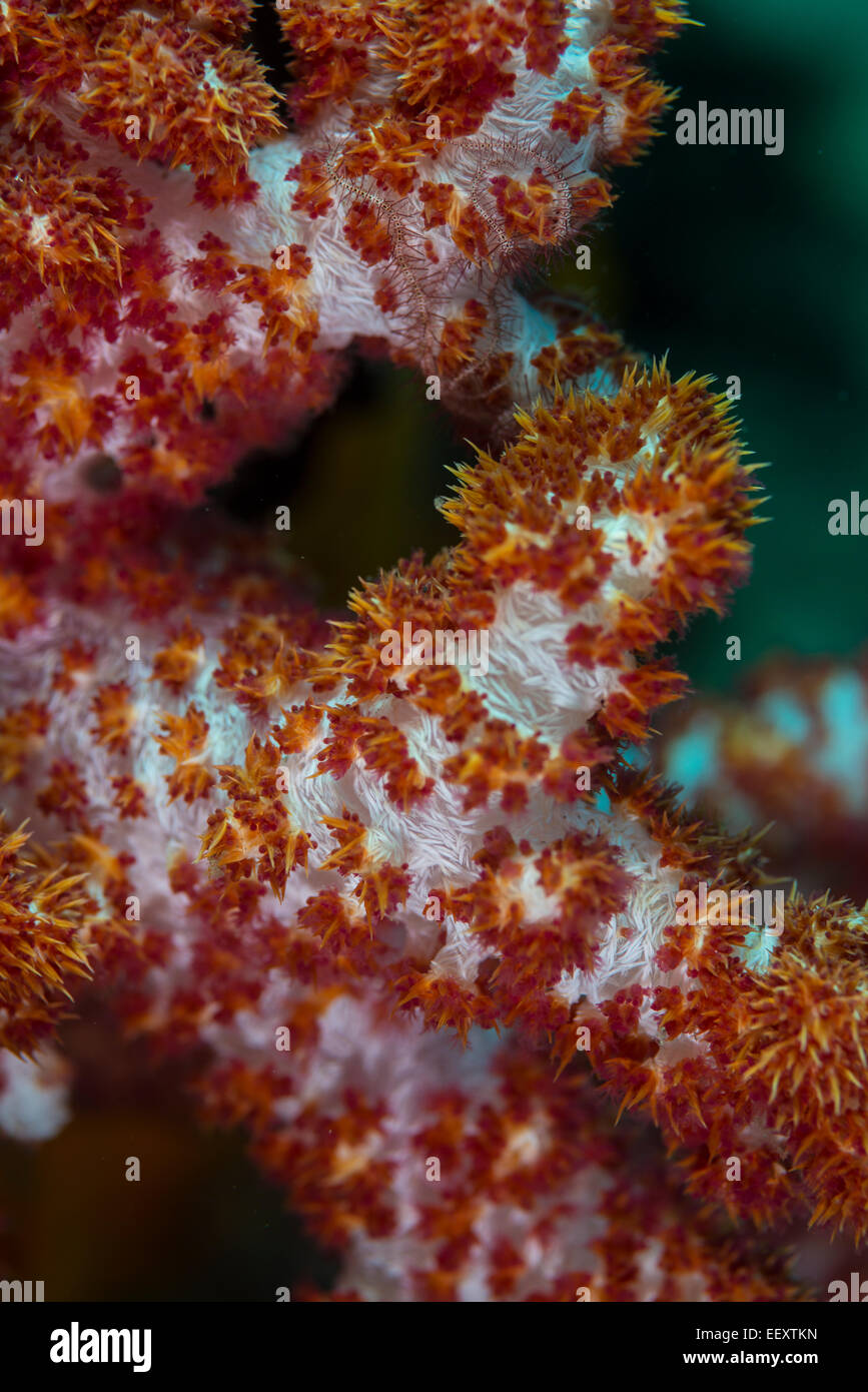Klunzinger's soft coral Stock Photo