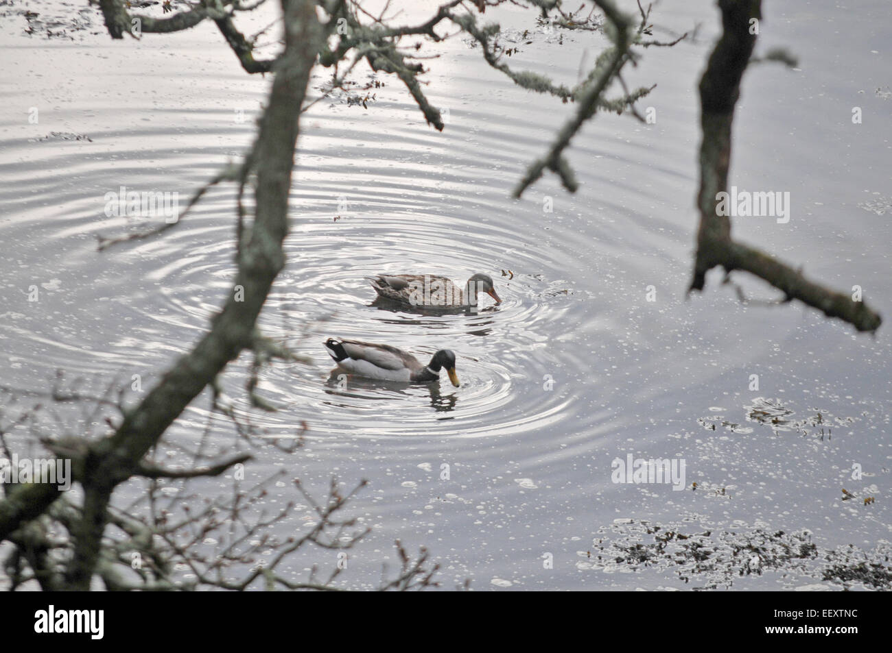 Two Mallard ducks on the Penryn River in Cornwall Stock Photo