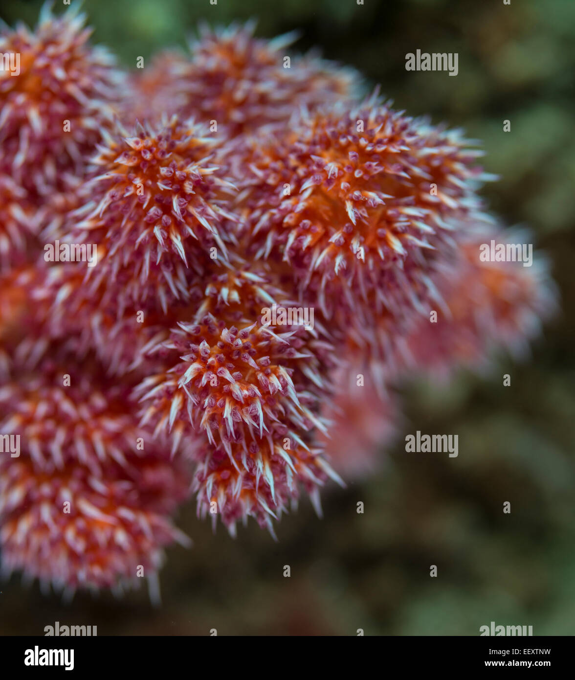Carnation tree coral Stock Photo