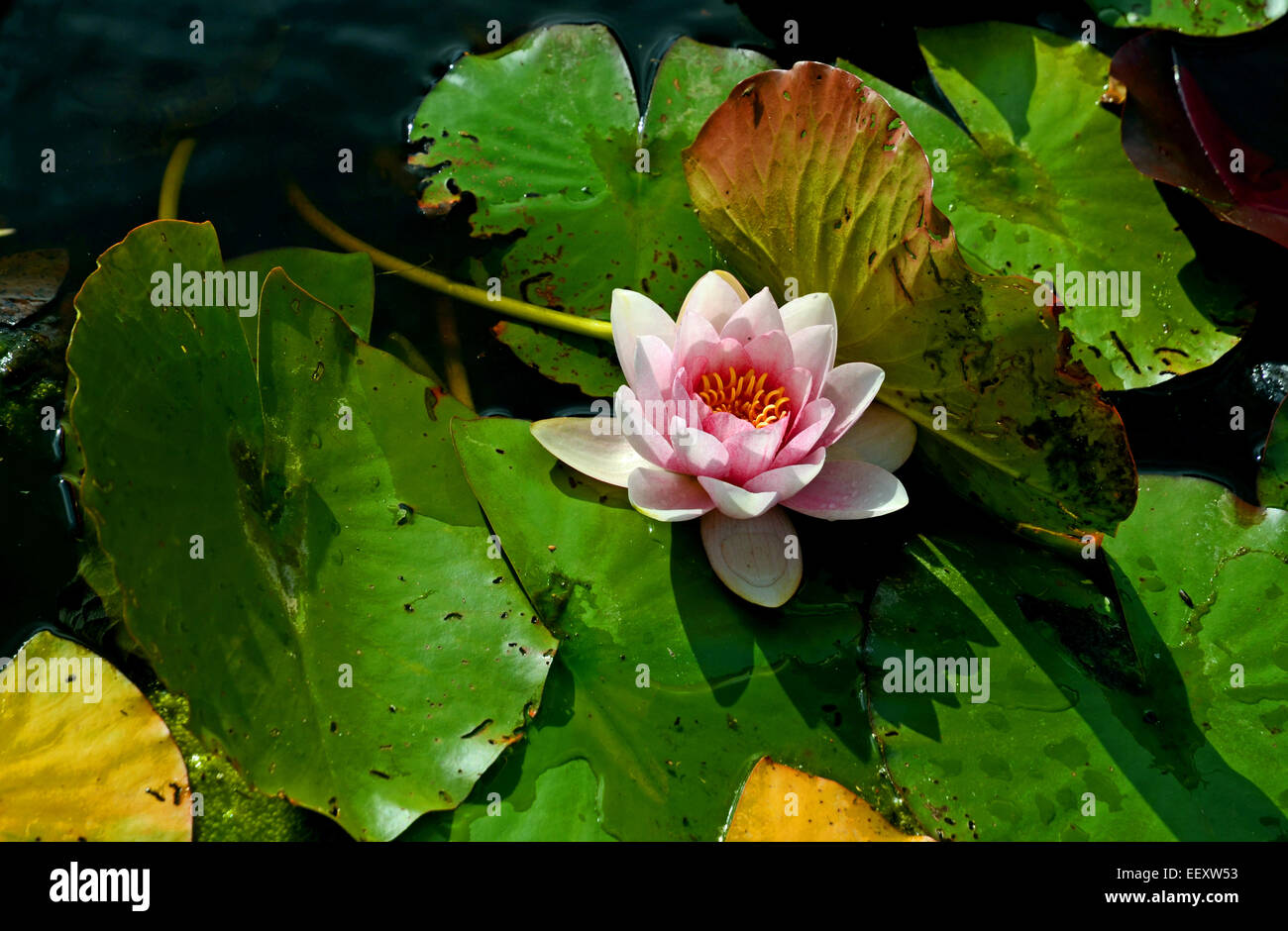A Water Lily Is Blooming Between Lily Pads In A Small Pond Of The