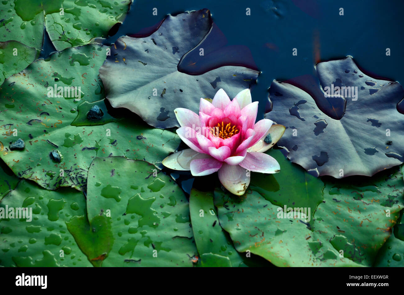 A water lily is blooming between lily pads in a small pond of the