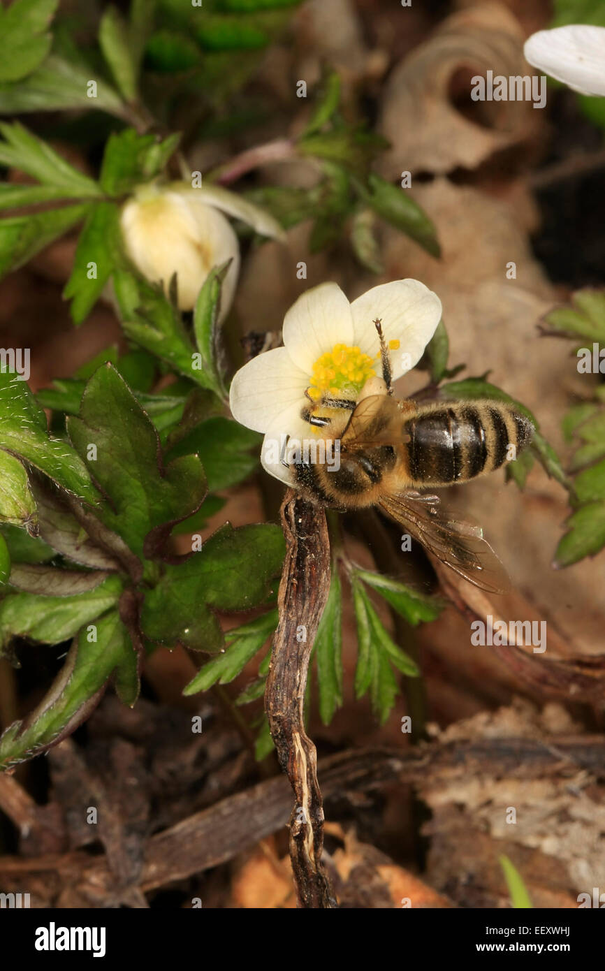 Honey bee on the flower of a wood anemone (Anemona nemorosa). The