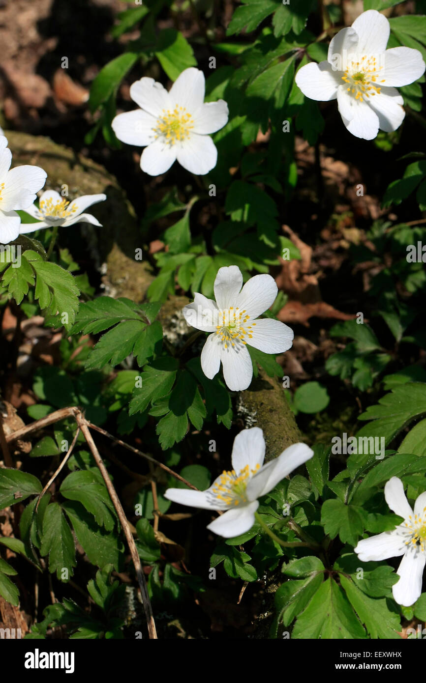 Flower of a wood anemone (Anemona nemorosa). The flowering period is from March to April. Photo: Klaus Nowottnick Date: March 29, 2014 Stock Photo