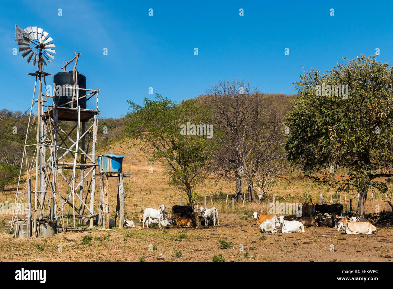 White Brahman cattle & others at farm with wind pump water supply; Playa Hermosa, San Juan del Sur, Rivas Province, Nicaragua Stock Photo