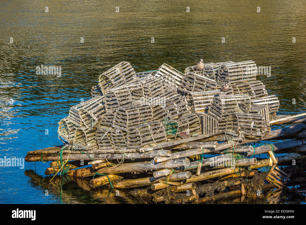 A tumbled down stack of lobster traps in coastal Newfoundland near Trinity. Stock Photo