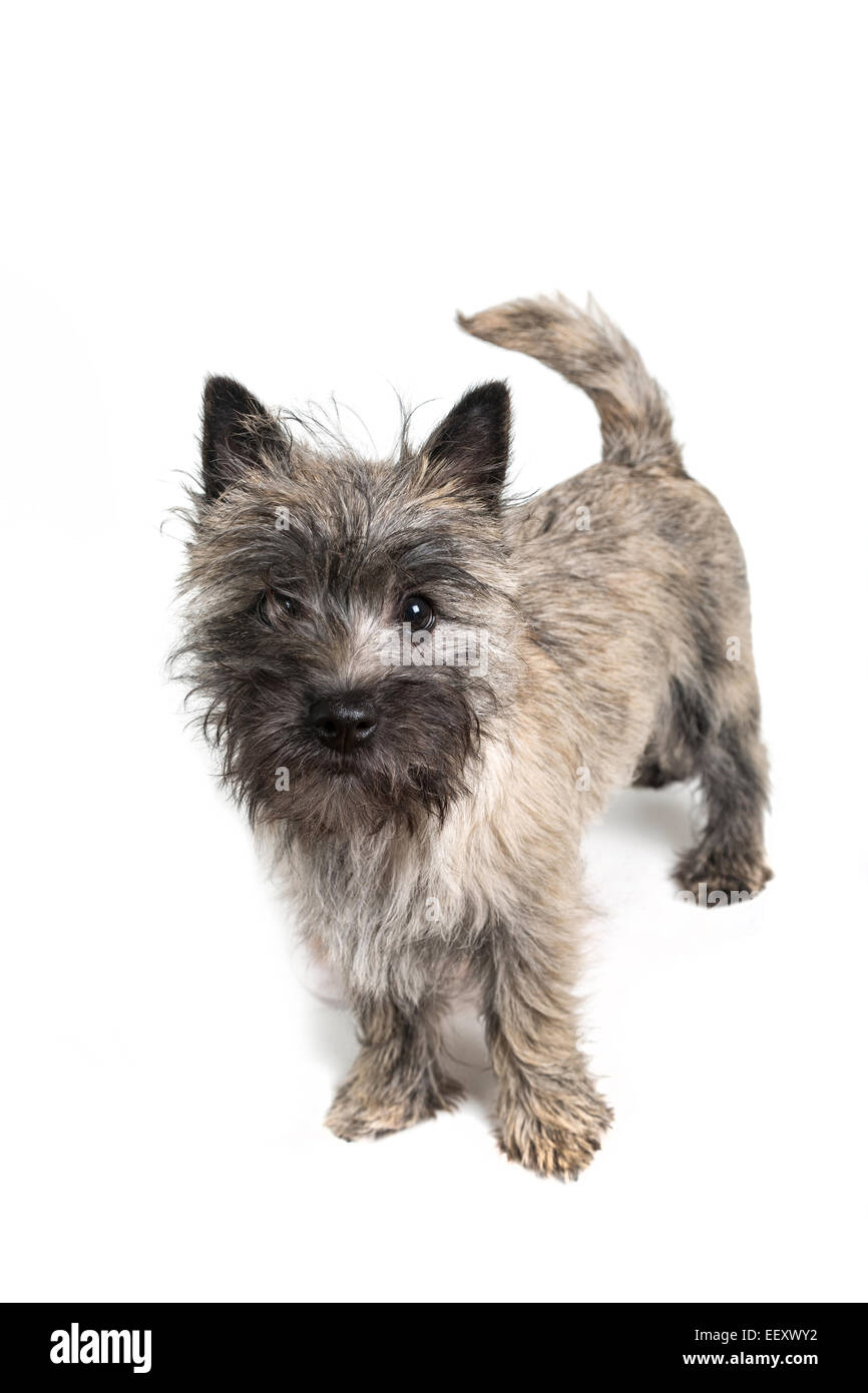 Cairn terrier puppy about 6 months old on a white background. Stock Photo