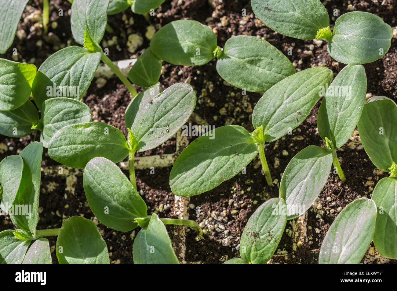 Healthy cucumber seedlings growing in a styrofoam tray Stock Photo Alamy