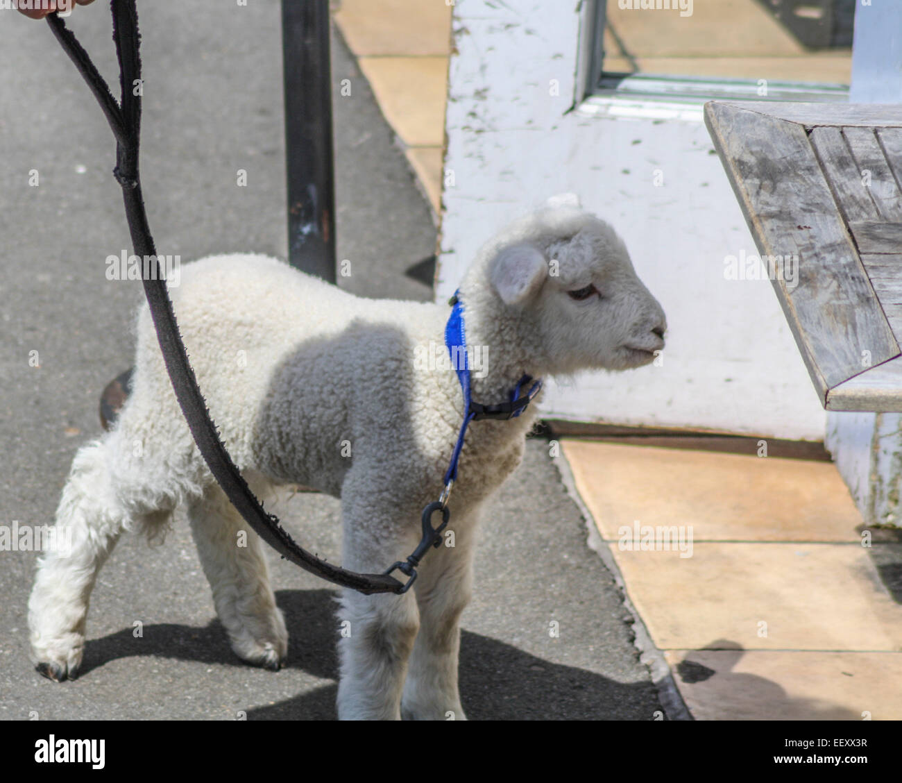 lamb pet in street on lead with young family walking Stock Photo Alamy