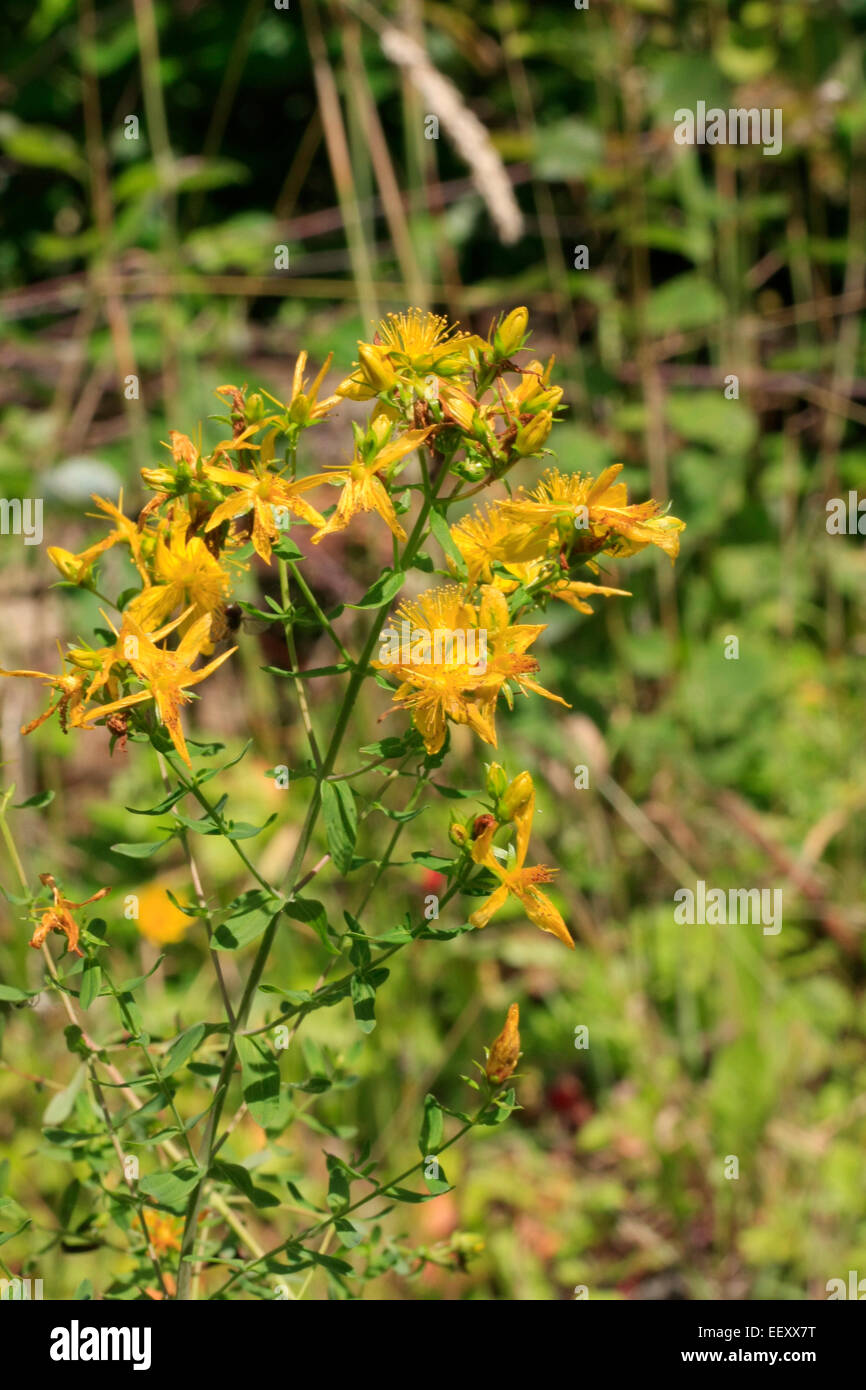 St. John's Wort (Hypericum perforatum L.) is a perennial medicinal plant. It thrives on sunny woodsides and roadsides, fields and boundary ridges. Photo: Klaus Nowottnick Date: July 12, 2014 Stock Photo