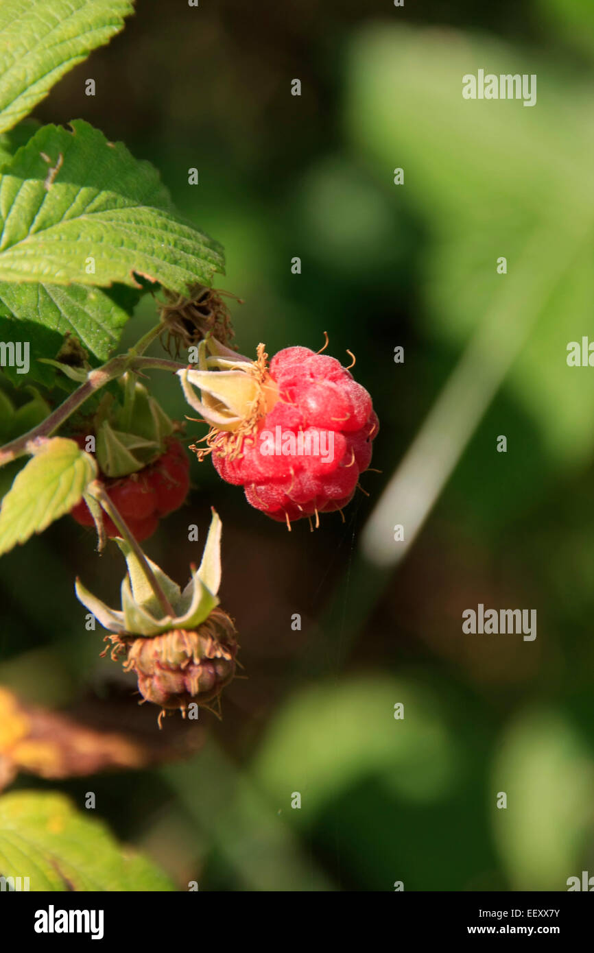 A ripe fruit of a Forest raspberry (Rubus idaeus). The ripe fruits of ...