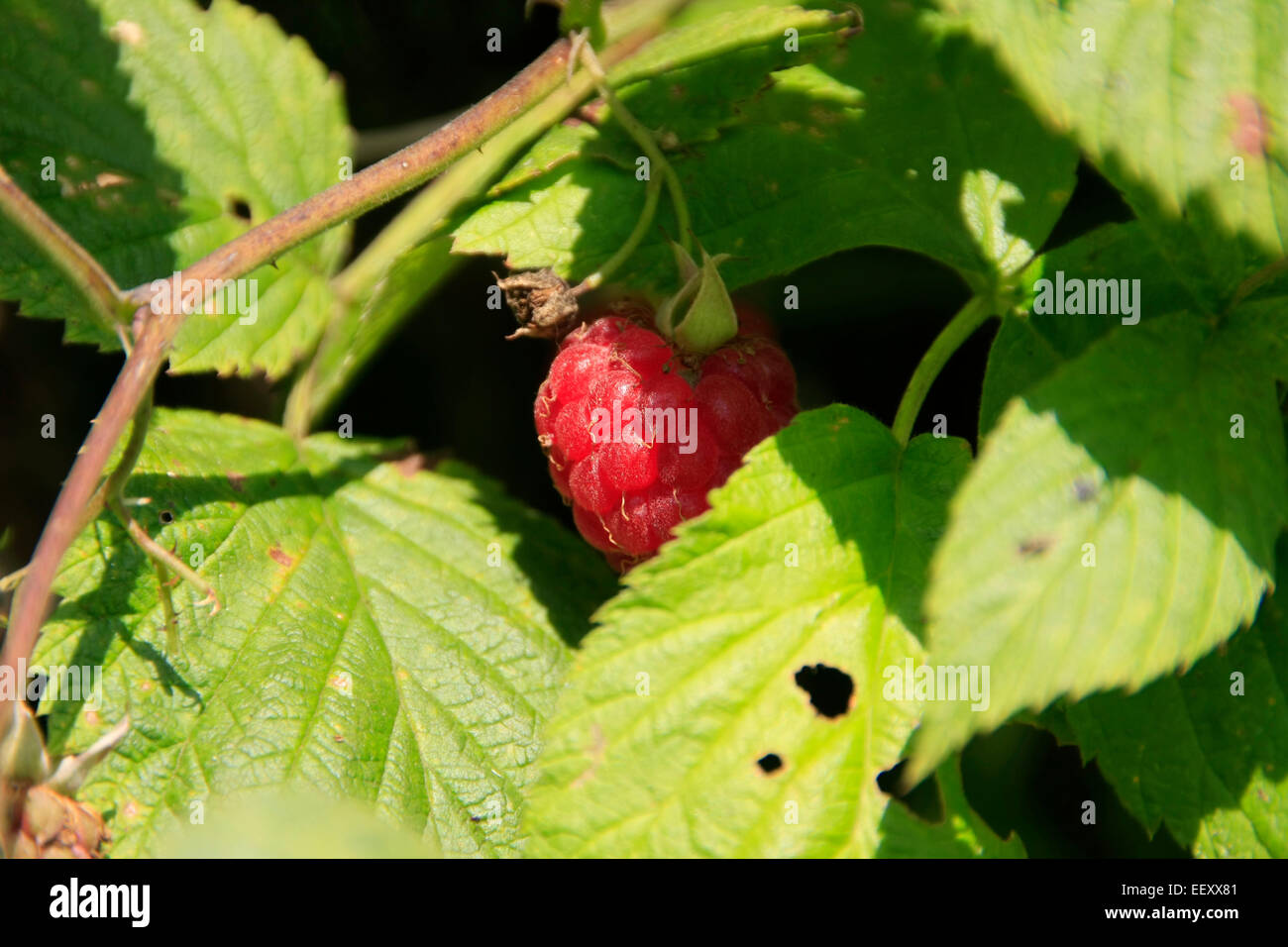 A ripe fruit of a Forest raspberry (Rubus idaeus). The ripe fruits of Forest raspberry are delicious and can be harvested from June to July. Photo: Klaus Nowottnick Date: July 24, 2014 Stock Photo