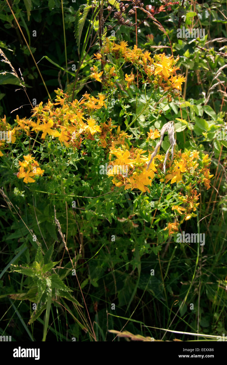 St. John's Wort (Hypericum perforatum L.) is a perennial medicinal plant. It thrives on sunny woodsides and roadsides, fields and boundary ridges. Photo: Klaus Nowottnick Date: July 12, 2014 Stock Photo