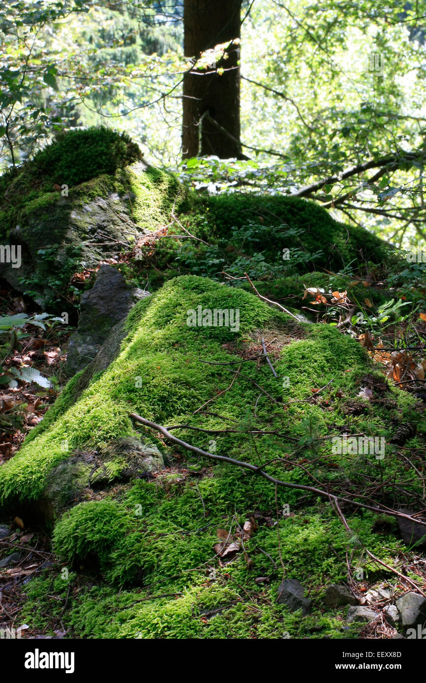 With moss-covered stone in a deciduous forest. The water balance of the Moose is determined by the humidity of their environment. Photo: Klaus Nowottnick Date: July 12, 2014 Stock Photo