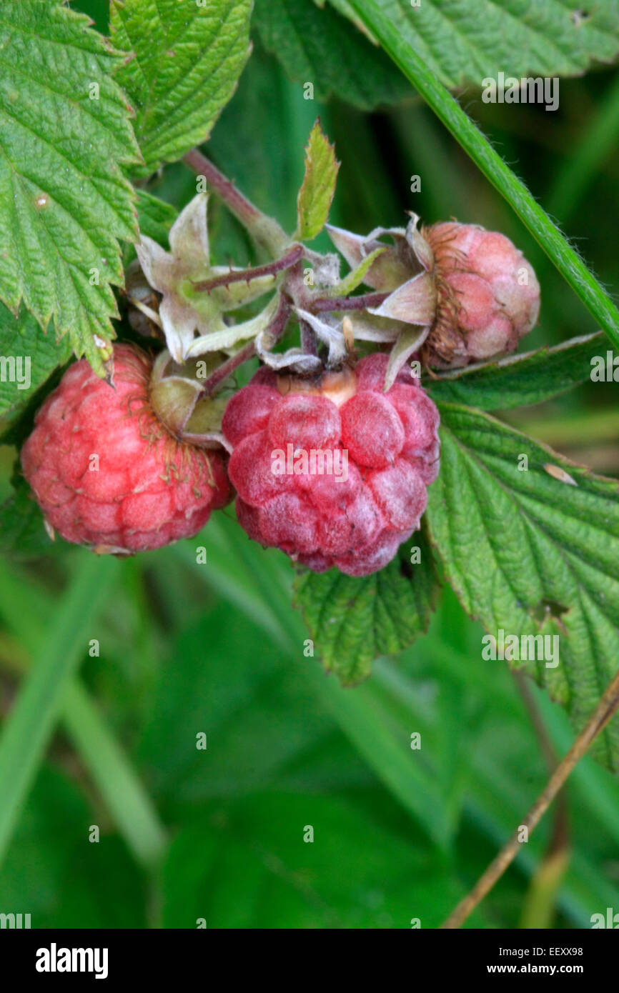 A ripe fruit of a Forest raspberry (Rubus idaeus). The ripe fruits of Forest raspberry are delicious and can be harvested from June to July. Photo: Klaus Nowottnick Date: July 12, 2014 Stock Photo