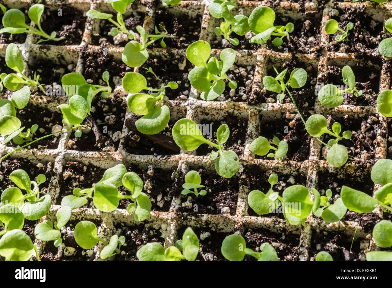 Petunia seedlings growing in a styrofoam tray. Stock Photo