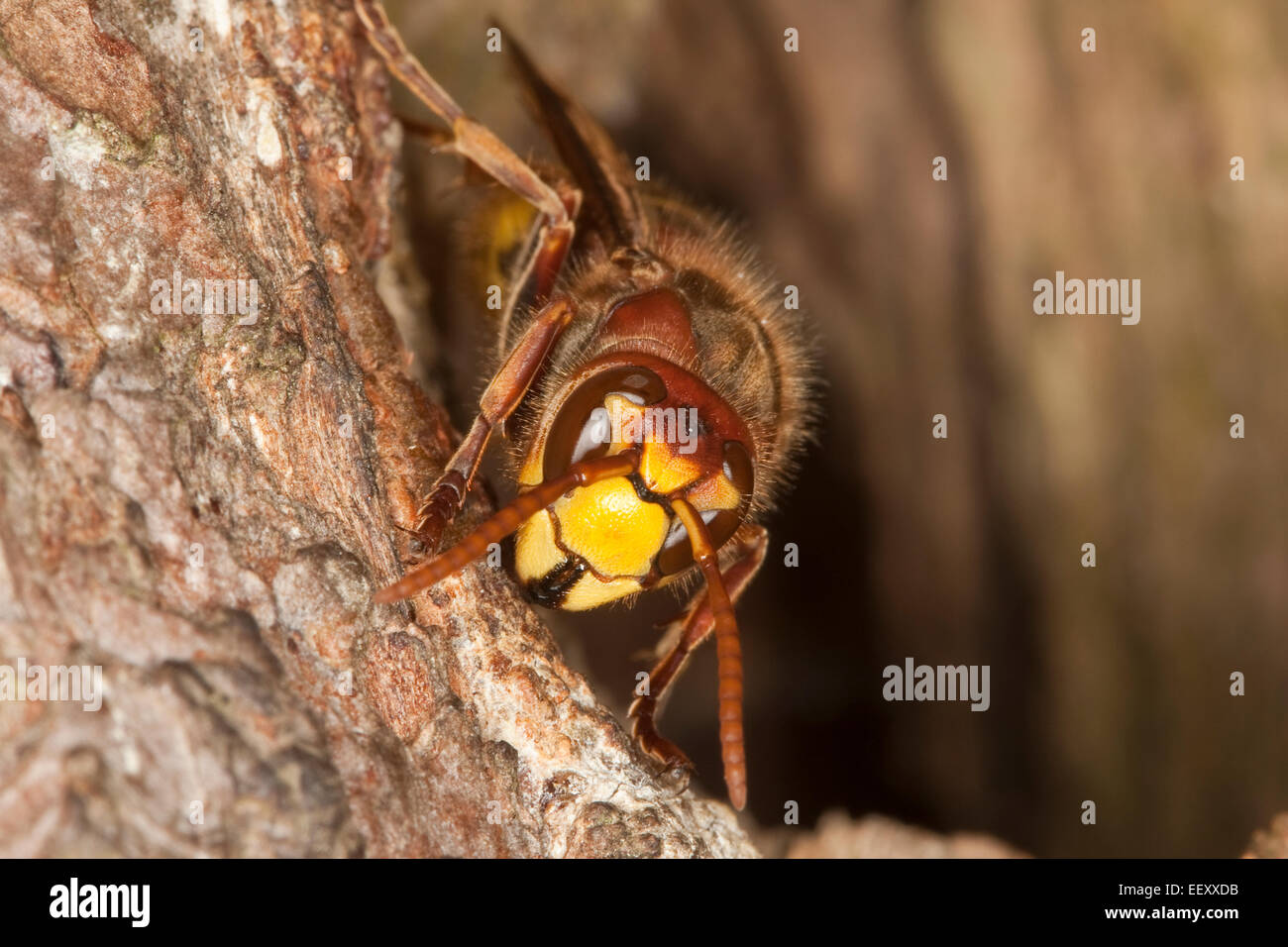 Hornet, brown hornet, European hornet, nest, hole, hornets, Hornisse, Hornissen, Nest in altem Baum, Baumhöhle, Vespa crabro Stock Photo