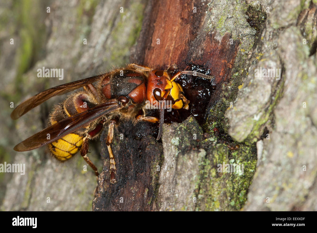 brown European eats tree sap, Hornisse