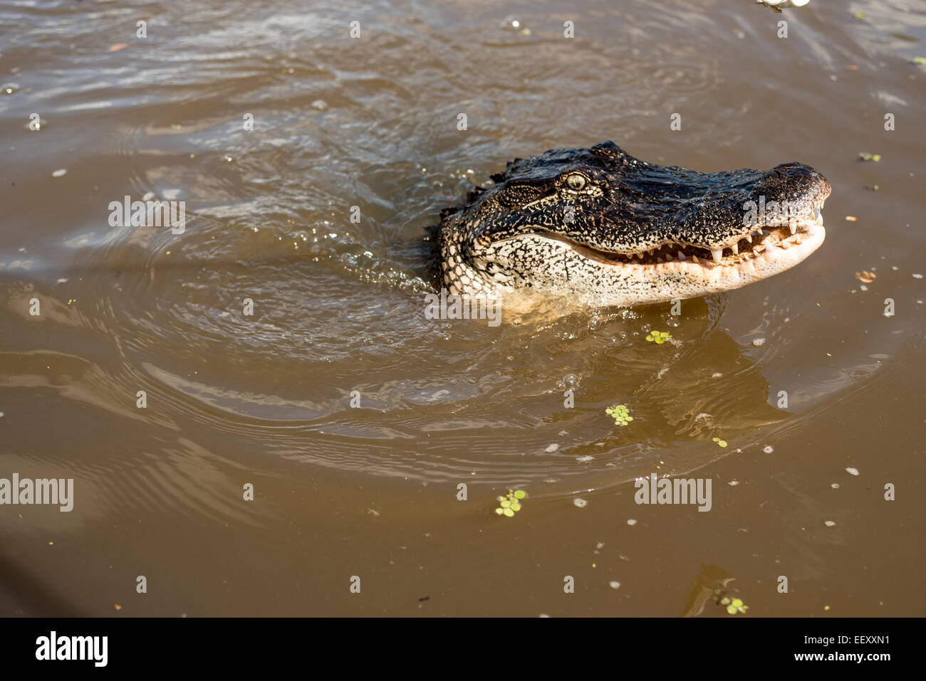 Louisiana swamp land , Delta , wetlands .Mississippi river .alligator
