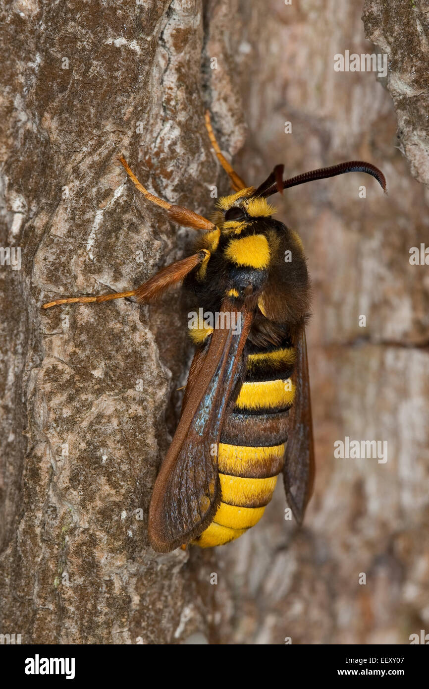 Hornet Moth, Hornet Clearwing, mimicry, Hornissen-Glasflügler, Bienen-Glasflügler, Hornissenschwärmer, Sesia apiformis, Mimikry Stock Photo
