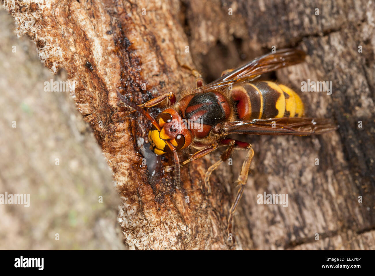 brown European eats tree sap, Hornisse