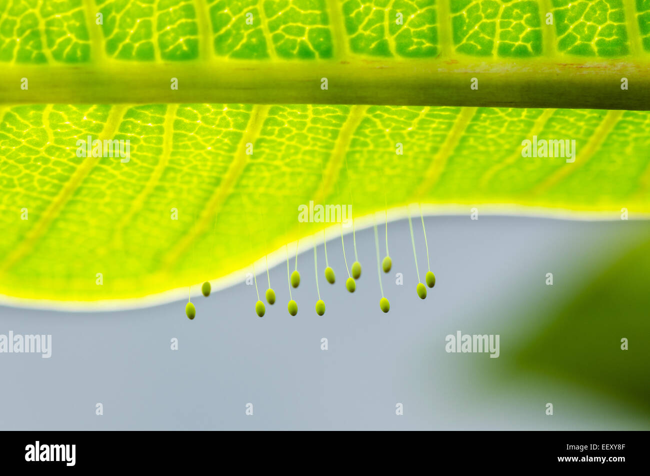 Close up small eggs and larvae insect of Golden Eye Green Lacewings that hang under leaves Stock Photo
