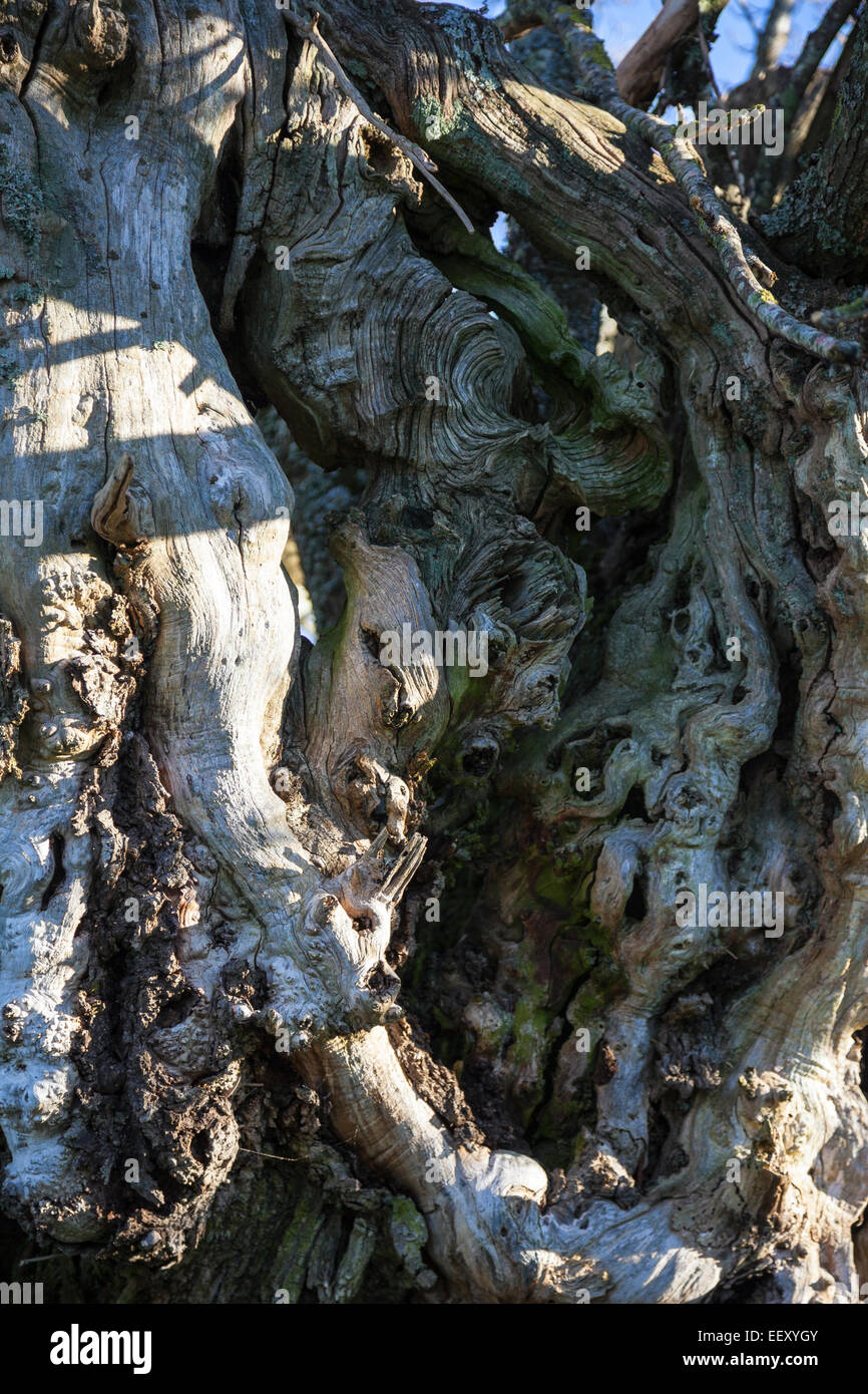 Bark of old sweet chestnut tree Castanea sativa Stock Photo