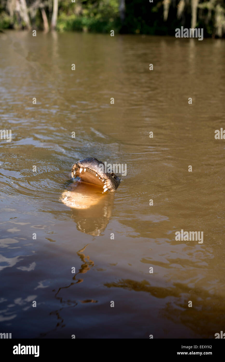 Louisiana swamp land , Delta , wetlands .Mississippi river .alligator