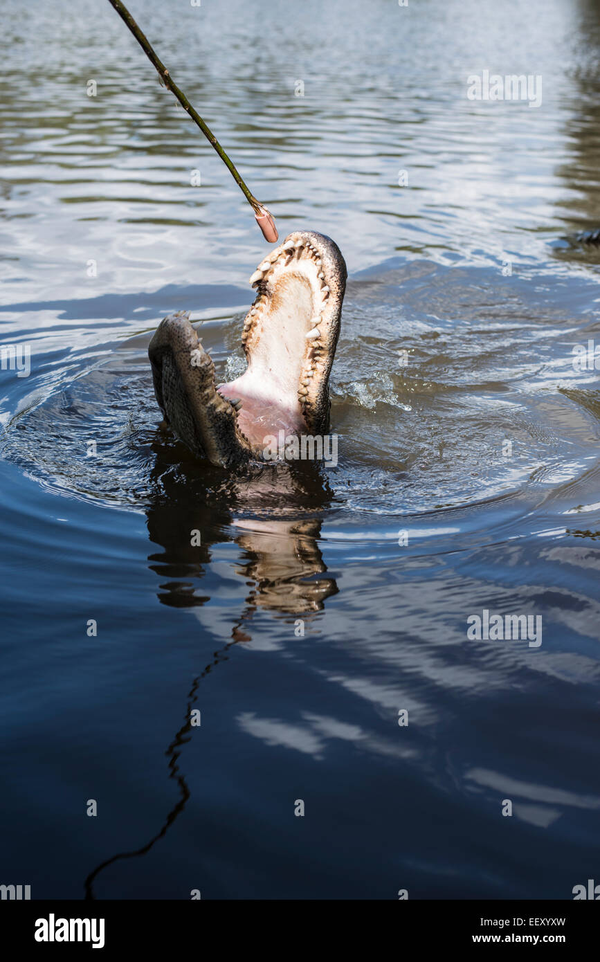 Louisiana swamp land , Delta , wetlands .Mississippi river .alligator