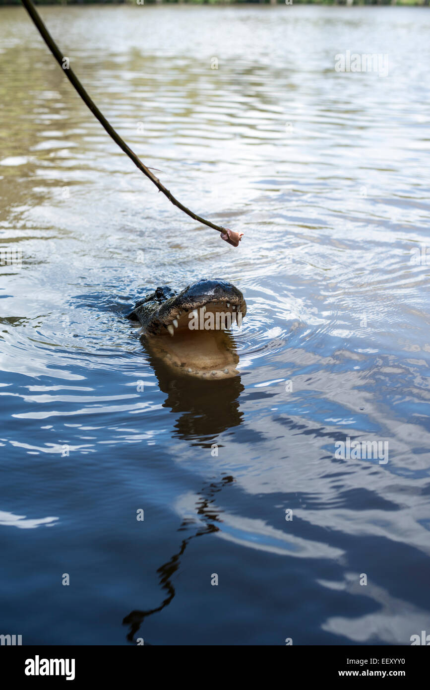 Louisiana swamp land , Delta , wetlands .Mississippi river .alligator