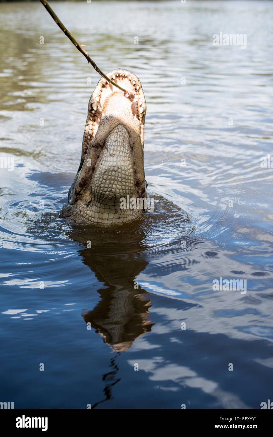 Louisiana swamp land , Delta , wetlands .Mississippi river .alligator