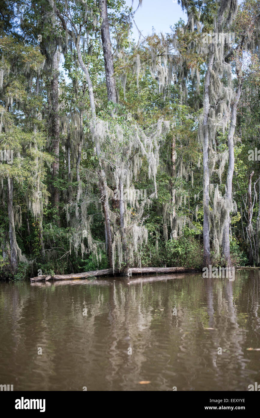 Louisiana swamp land , Delta , wetlands .Mississippi river Stock Photo
