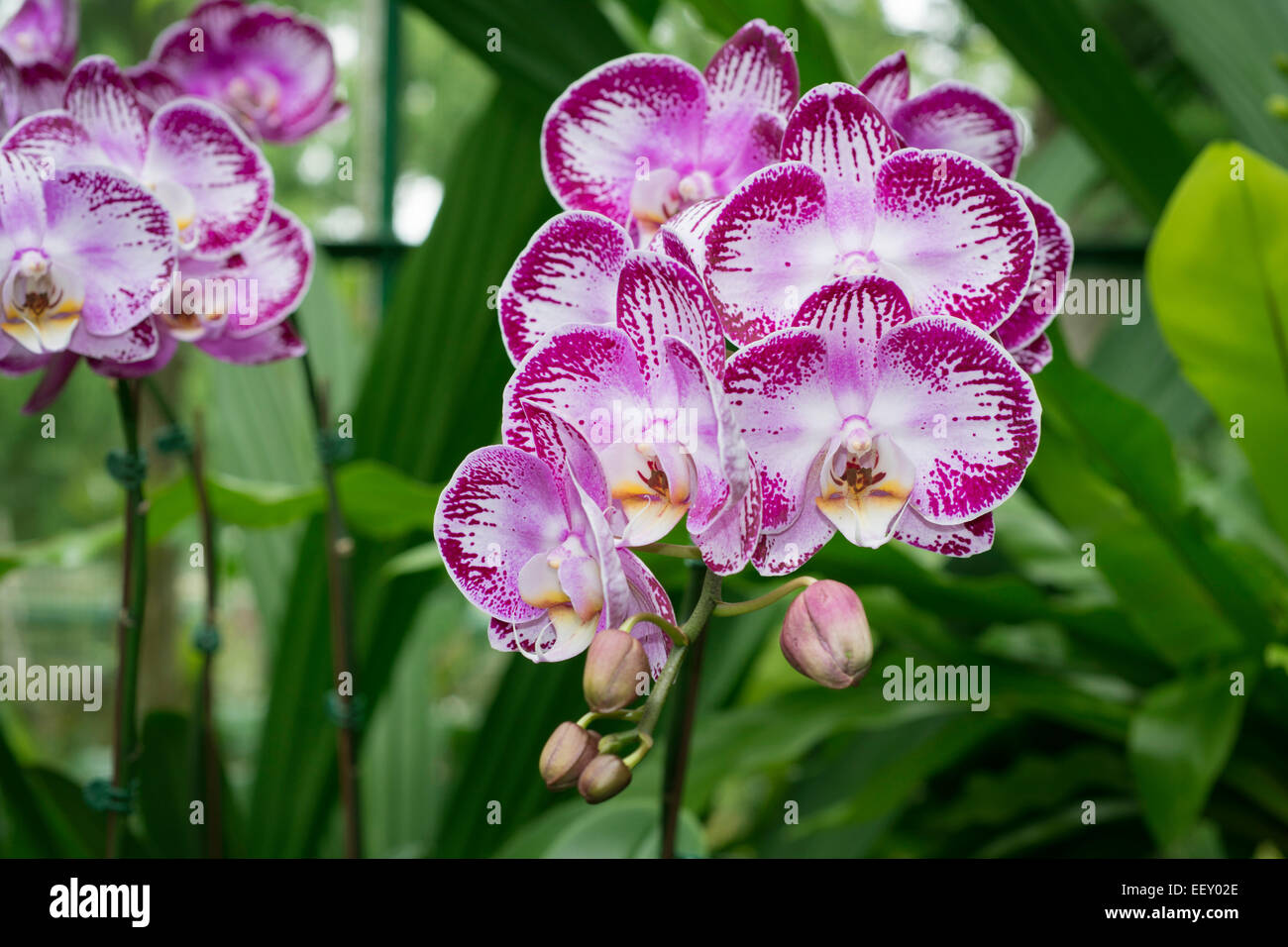 bright colorful orchid flowers in Singapore Botanical garden Stock