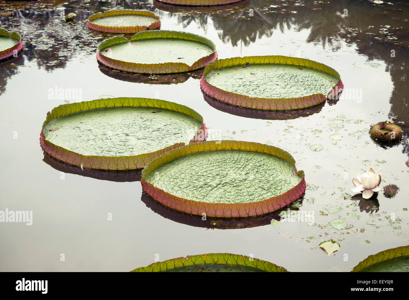 calm waters of oriental pond with big green lotus leafs Stock Photo - Alamy