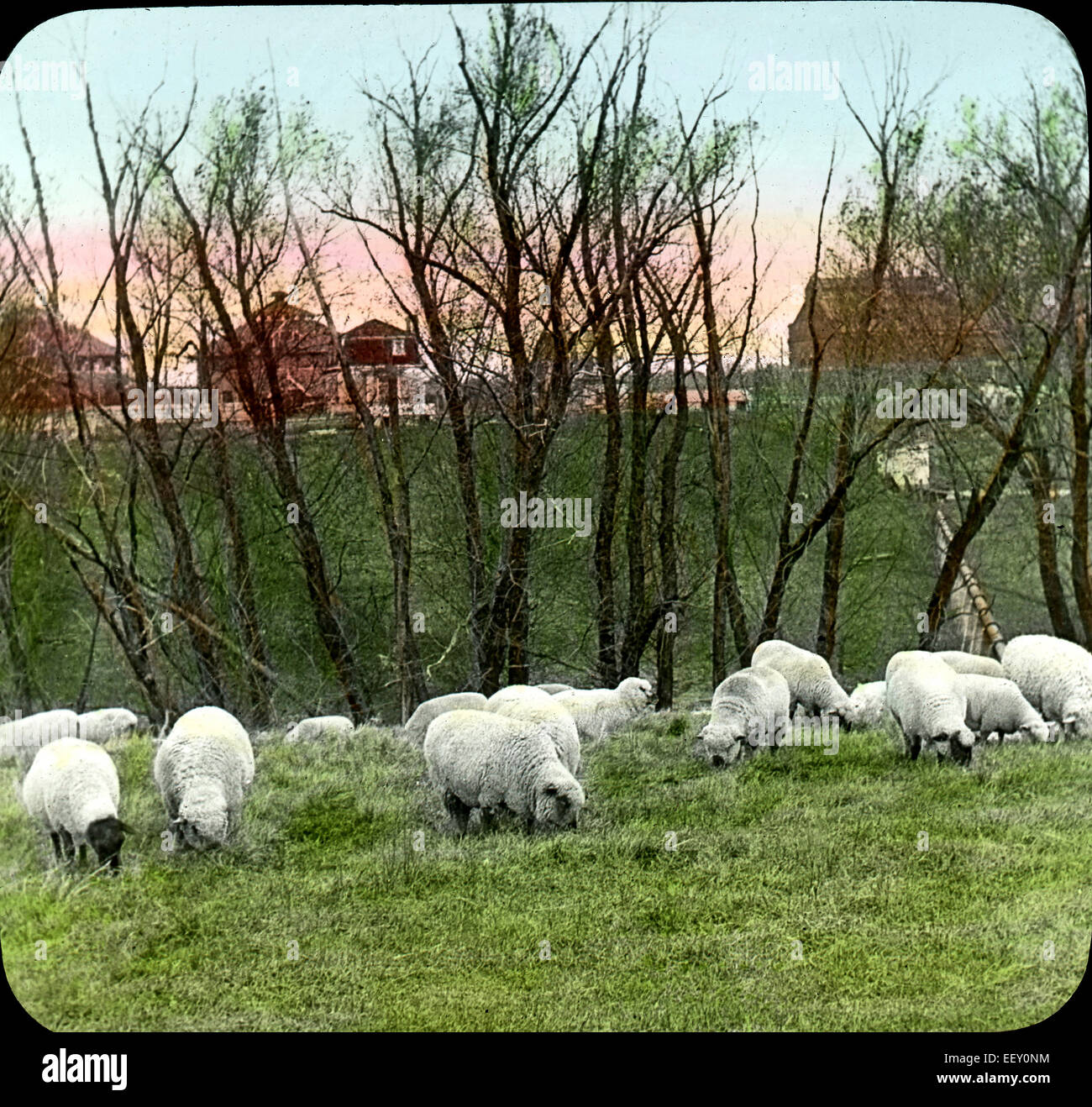 Choice Schropshire, Oxford and Cotswold Sheep, Iowa State University, Ames, Iowa, USA, Magic Lantern Slide, circa 1910 Stock Photo