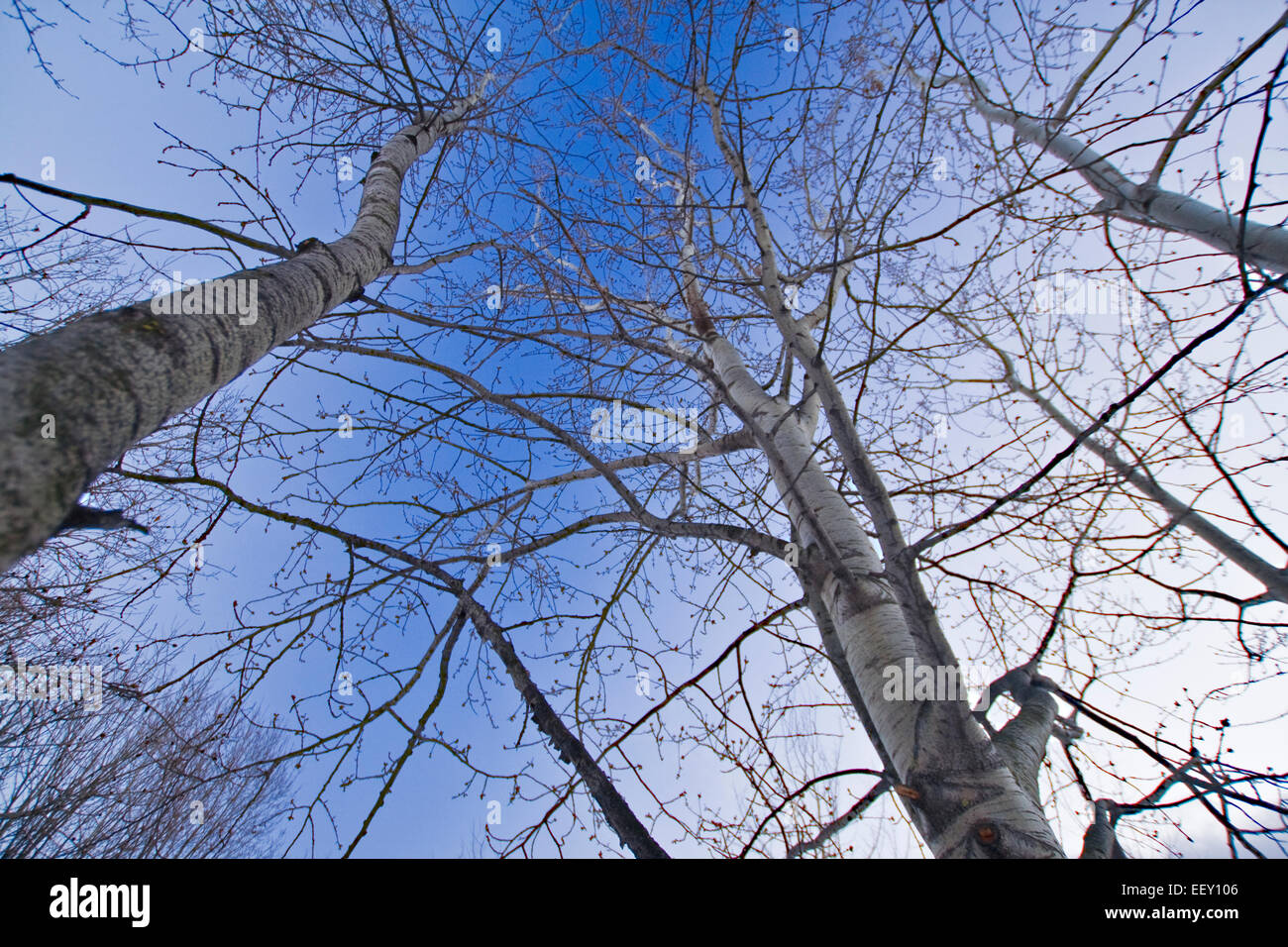 Winter trees under blue sky Stock Photo - Alamy