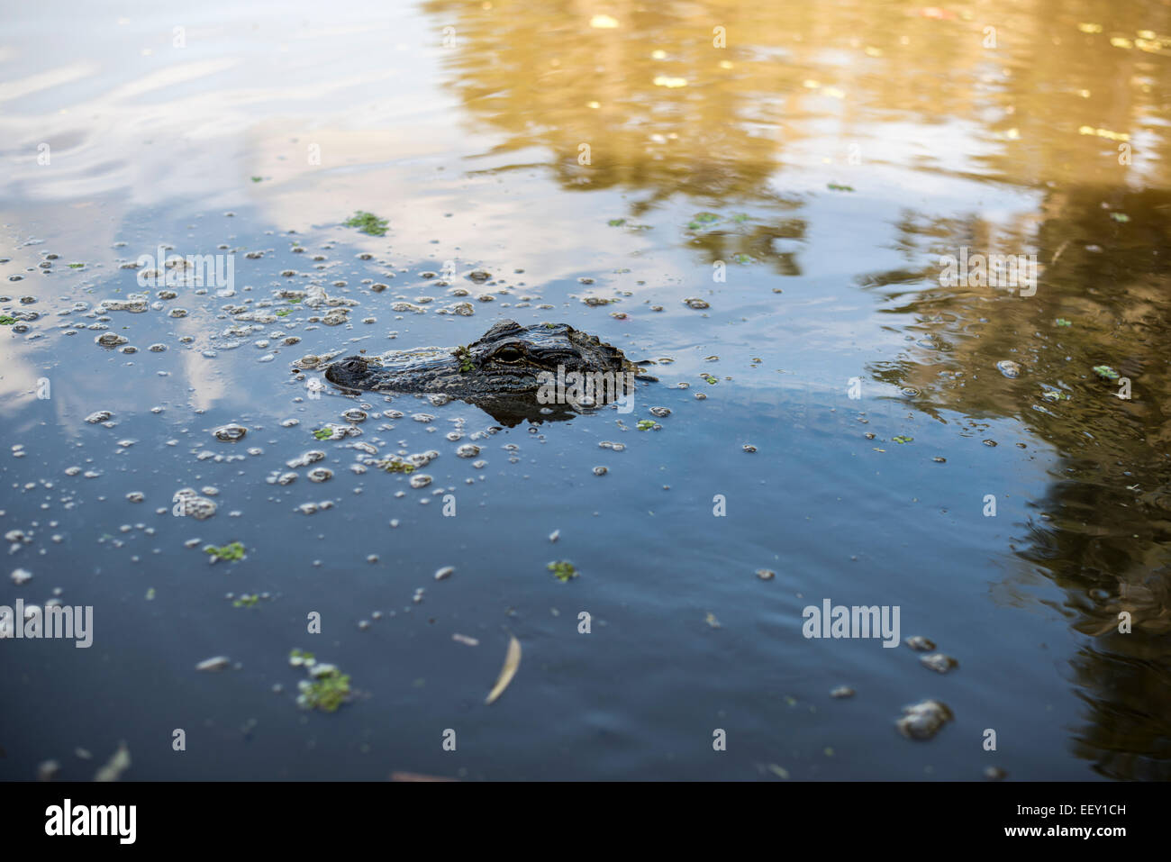 Louisiana swamp land , Delta , wetlands .Mississippi river .alligator