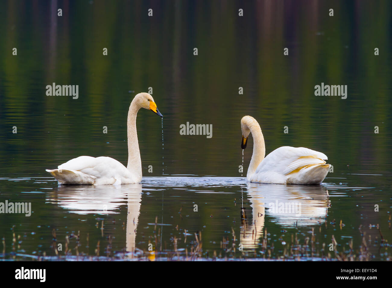 Couple of swans in water Stock Photo
