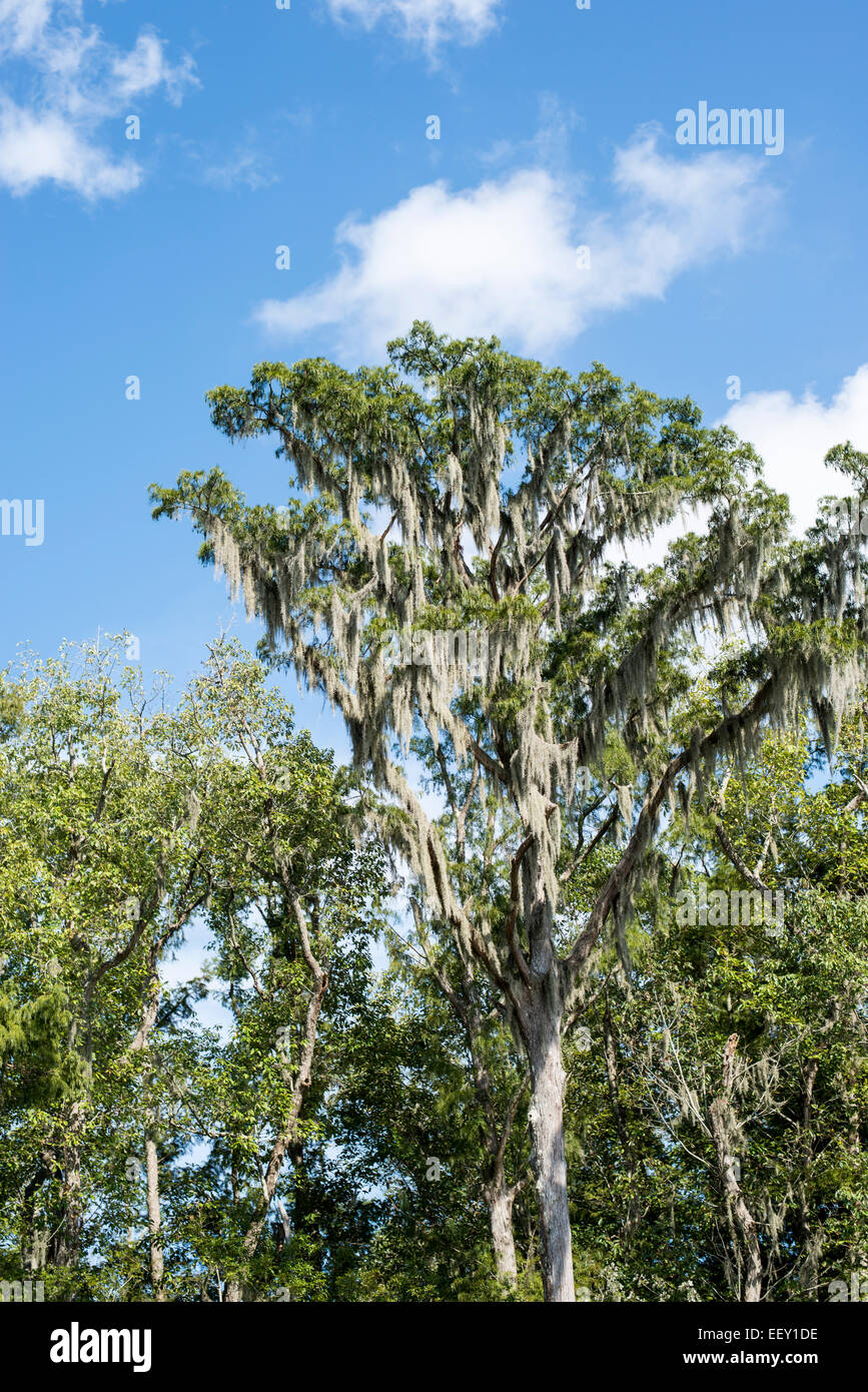 Louisiana swamp land , Delta , wetlands .Mississippi river Stock Photo Alamy