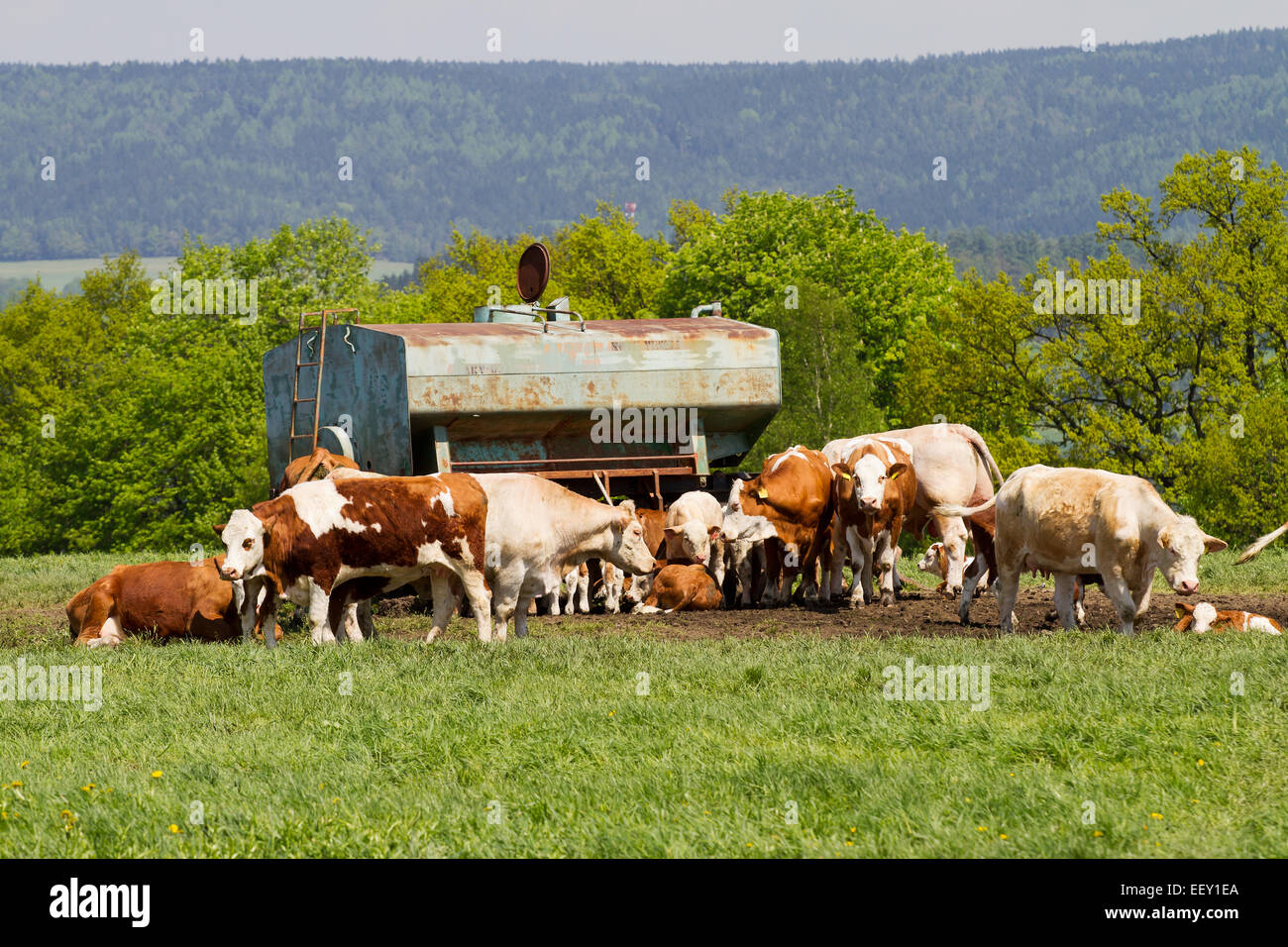 Herd of cows at spring green field Stock Photo - Alamy