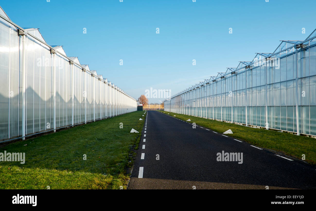 Horticulture, greenhouses in Westland (a region of the Netherlands and