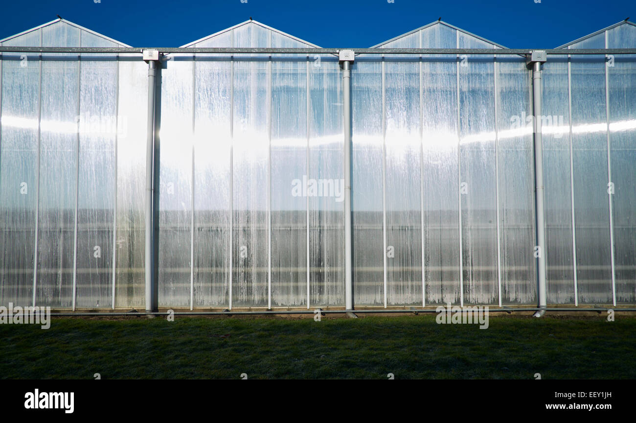 Horticulture, greenhouses in Westland (a region of the Netherlands and lies in the western part of the Province South Holland ) Stock Photo