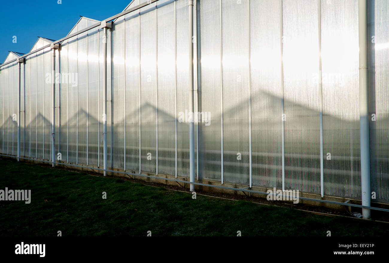 Horticulture, greenhouses in Westland (a region of the Netherlands and lies in the western part of the Province South Holland ) Stock Photo