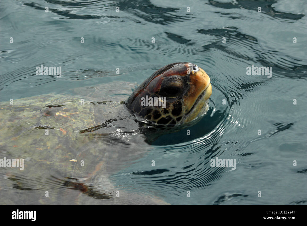 The head of a Pacific Green Sea Turtle in the Pacific Ocean at the Isla de la Plata near Puerto Lopez, Ecuador Stock Photo