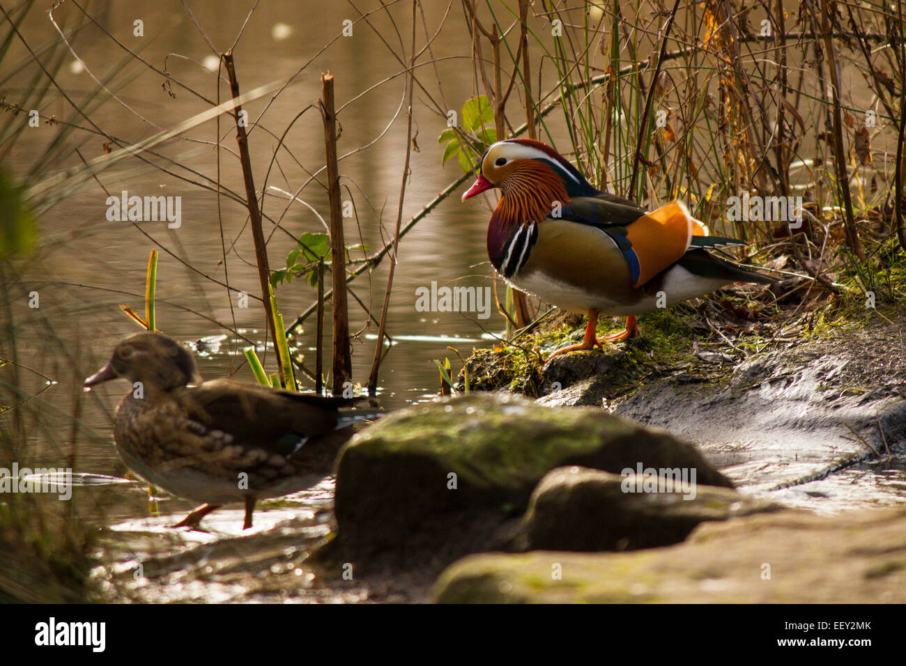 Mandarin ducks bathe in a pond Stock Photo Alamy